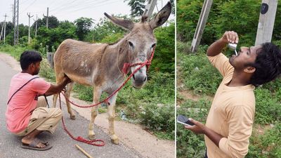 Telangana nomads make fast buck selling donkey milk in Vizag