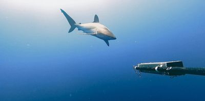 The secret lives of silky sharks: unveiling their whereabouts supports their protection