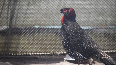 Facing existential crisis, Western Tragopan sees a glimmer of hope in Himachal Pradesh for its survival