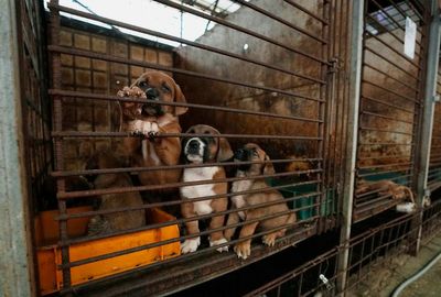 South Korean dog meat farmers push back against growing moves to outlaw their industry