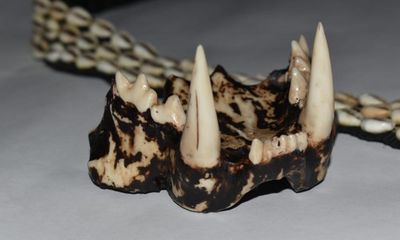 Can 3D-printed tiger teeth help save our rarest animals from extinction?