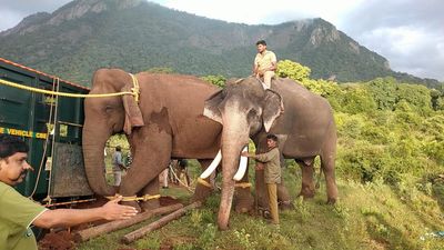 Crop-raiding elephant translocated from Pollachi village in Coimbatore district in third operation in less than seven months