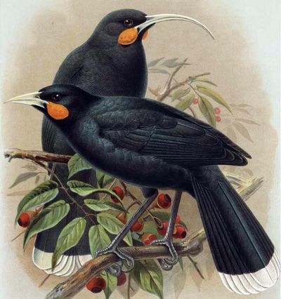 New Zealand to add extinct species to bird of the century poll to highlight wildlife threat