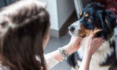 Pet-sitting is popular – except when you have six hens, an early-rising dog and a sex-pest tortoise