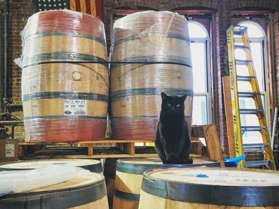 Cats on tap: Meet the New York brewery cats living their best lives