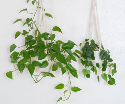I love this simple hack for hanging plants, and I've found it the best way to display cuttings while they're still in water