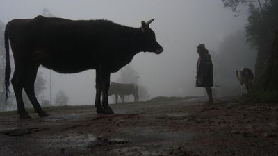 Legislature can impose total prohibition on cow slaughter: Delhi High Court