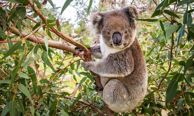 NSW group launches court bid to stop logging in bushfire-ravaged koala habitats