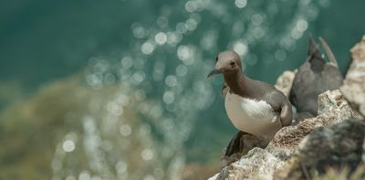 I’ve spent 50 years studying one seabird colony fight its way back from near extinction – now it faces new threats