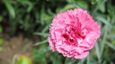 When and how to deadhead dianthus – to keep those blooms coming all summer long