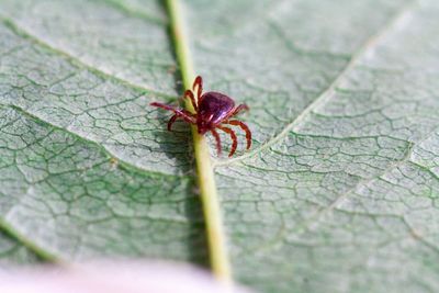 What is alpha-gal syndrome, the meat allergy caused by a tick bite?
