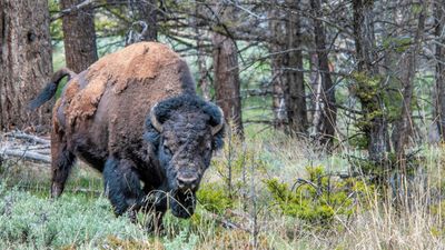 Enraged bison knocks Yellowstone tourist off his feet and pins him to the ground