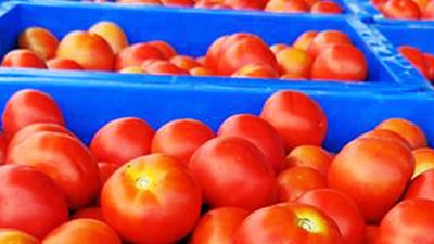 Tomato prices hover around ₹250 a kg in Rayalaseema