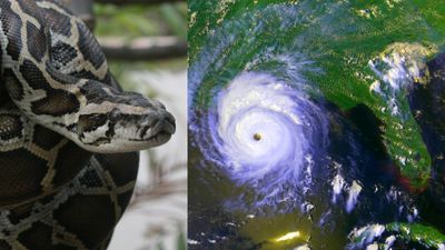 Long-held myth says Hurricane Andrew sparked Florida's Burmese python problem. Is it true?