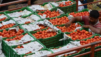 Tomato heist: Transport company owner tracks down the missing tomato-loaded truck to Rajasthan, driver who sold off the tomatoes for a pittance in Ahmedabad