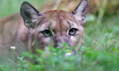 Mother saves child from cougar attack in Washington by screaming and yelling