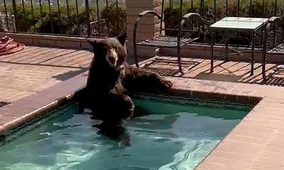 California: bear soaks in hot tub to beat the heat