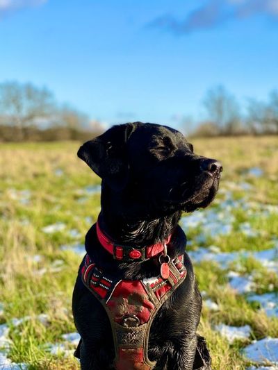 Britain’s Longest-Serving Fire Dog Retires After 500 Investigations