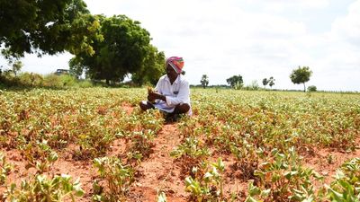 Groundnut cultivation dwindling in Andhra Pradesh