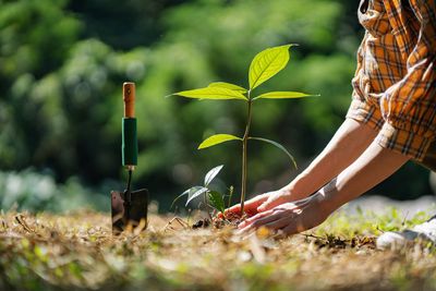 U.S. tree planting efforts fall short
