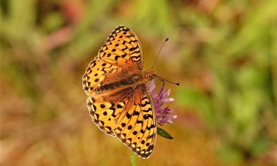 Country diary: Fritillary abundance on a blessed slope
