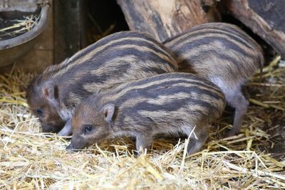 Endangered piglets born at Edinburgh Zoo