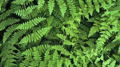 Why is my fern turning brown? 6 reasons fronds show distress and how to fix them