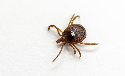 A Mysterious Meat Allergy Caused By A Tick Bite Is Now “An Emerging Public Health Concern”