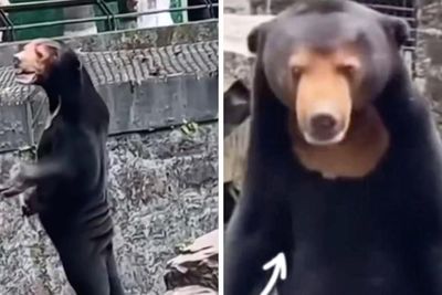 Edinburgh Zoo confirms bear is real after 'human in suit' allegations in China