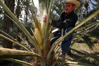 ‘Fruit of kings’: heatwave is a blessing for Arizona’s desert-loving date palms