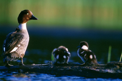 Ducklings provide welcome boost to goldeneye population