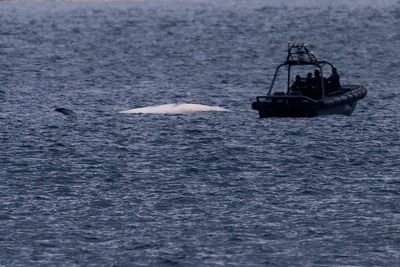 Hong Kong official vows to mull legal changes after discovery of whale carcass sparked anger
