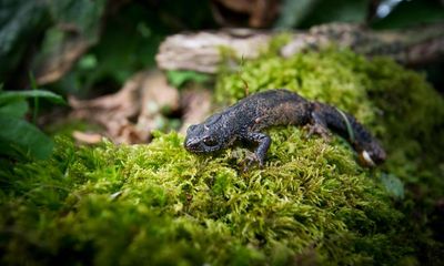 Newts threaten Boris Johnson’s plan to build swimming pool