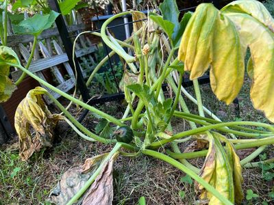 Where flooding has become more frequent, here's how gardeners can respond