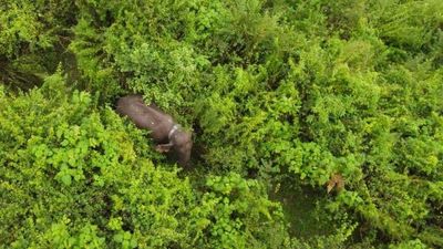 Translocated wild elephant monitored using radio collar, drone in Chinna Kallar