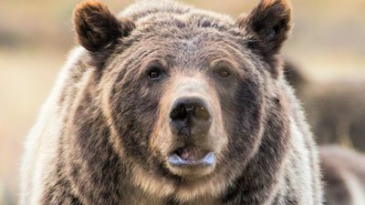 "Rangers weren't too happy" – clueless man leaps into road at Yellowstone to see grizzly bear