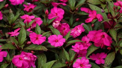 Why are my impatiens leaves turning yellow? The answer – plus ways to keep them healthy