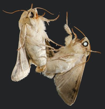 Scientists Identify The Surprising Secret Ingredients in Male Moth Pheromones