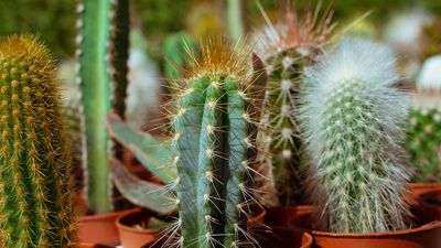 Why is my cactus turning brown? The reasons explained – and ways to avoid it from happening