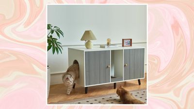 Where to put a litter box in a small apartment