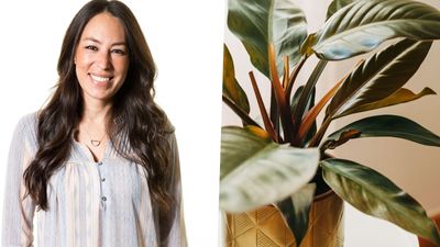 Joanna Gaines showcases her favorite exotic indoor plants on 'watering day' – and they're so easy to grow