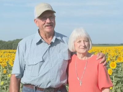 Farmer plants 80 acres of sunflowers to surprise wife for 50th wedding anniversary