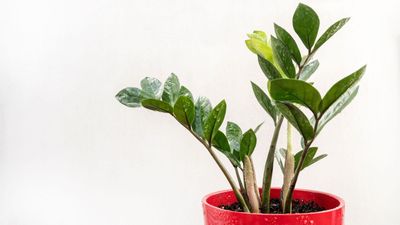 How to propagate a ZZ plant – 3 easy ways to grow 'plant pups' at no extra cost