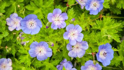 Why are my geranium leaves turning yellow? Reasons and expert remedies