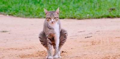 Leaving dog and cat poo lying around isn't just gross. It's a problem for native plants and animals, too