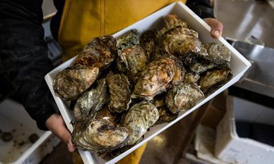 Oyster restoration project aims to rebuild UK’s once-thriving reefs