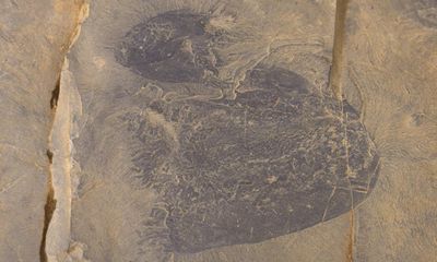 Oldest species of swimming jellyfish discovered in 505m-year-old fossils