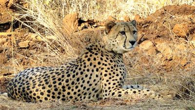 One more cheetah dies at Kuno, taking the total toll to six