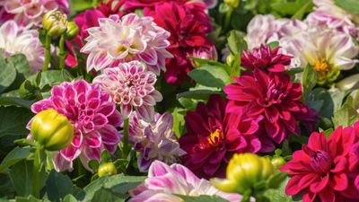 Dahlia pests – the best natural solutions as recommended by experts
