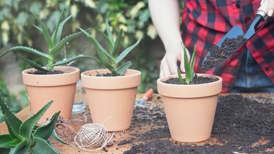 How to propagate aloe – for more of these stunning succulents